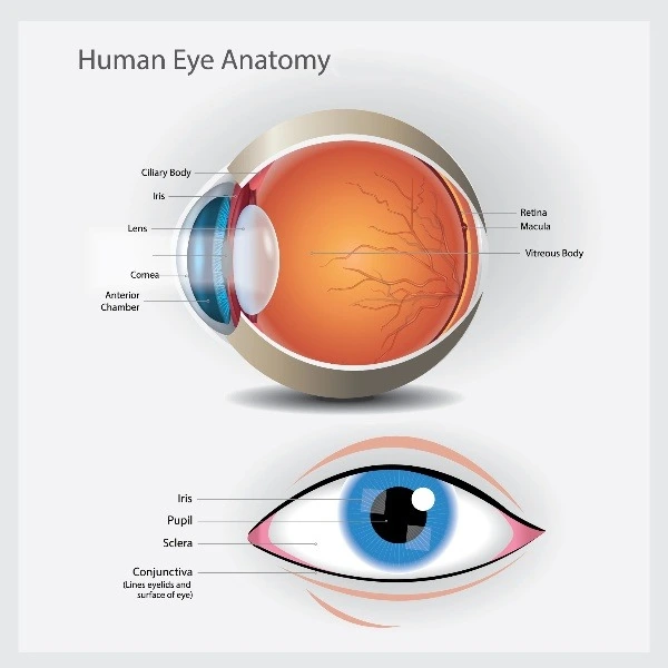 eye anatomy